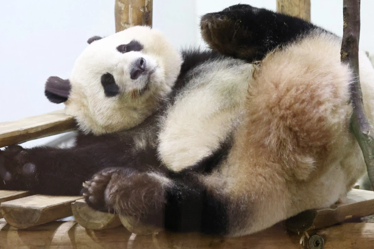 Kimúlt a világ legidősebb pandája<br>