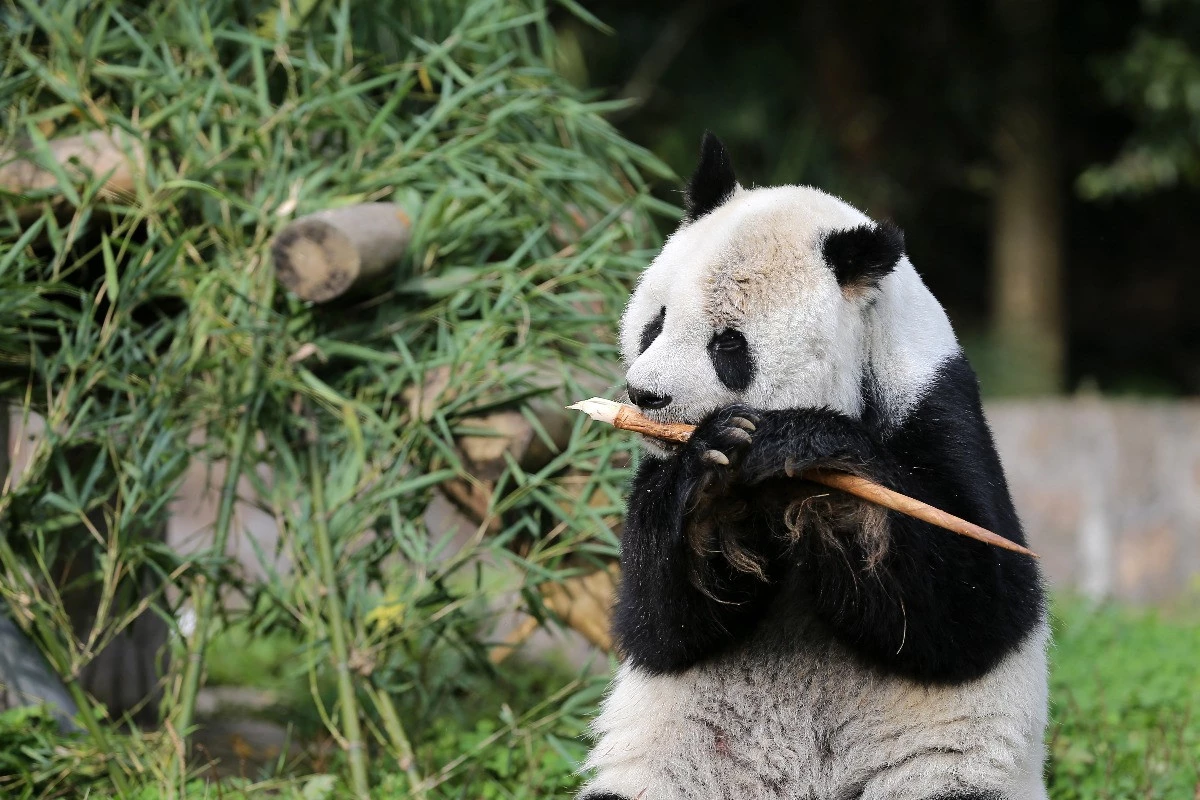Pandabőrbe bújt sárkány